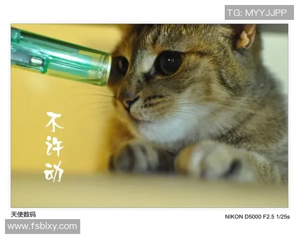 足球场上的猫咪爱好者揭秘那些热爱猫咪的足球明星们的趣事与故事 足球场上的猫咪爱好者揭秘那些热爱猫咪的足球明星们的趣事与故事